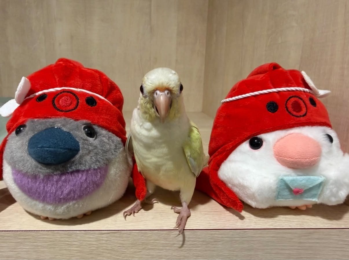 指月と鳩