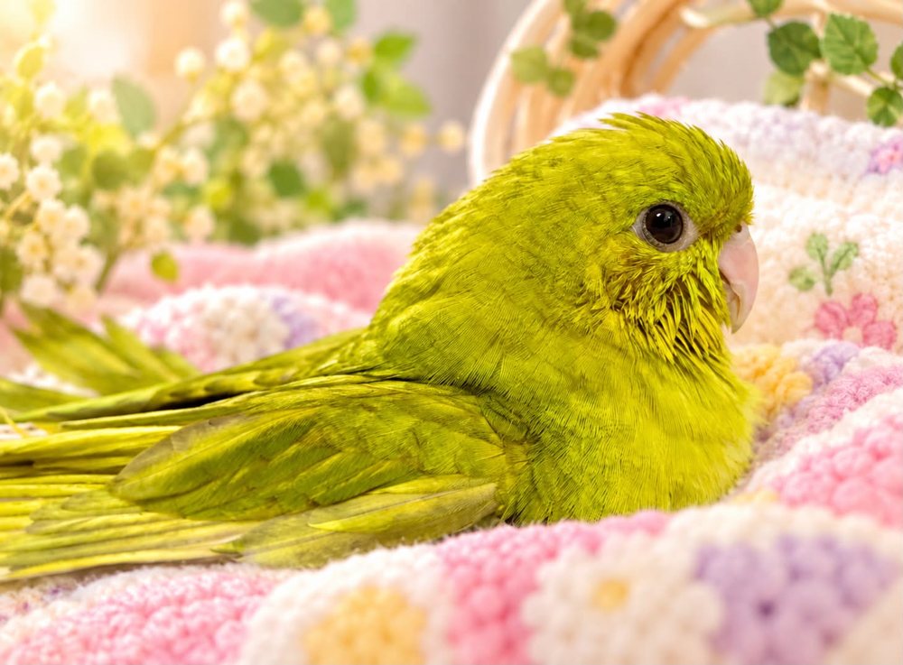 サザナミインコのマレ