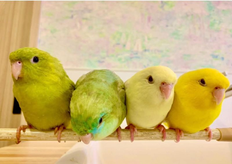 アトリエのインコたち